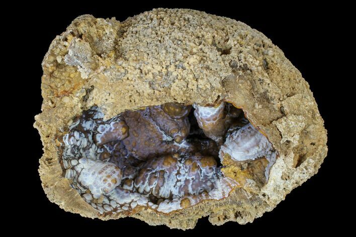 Unique, Agatized Fossil Coral Geode - Florida #188145